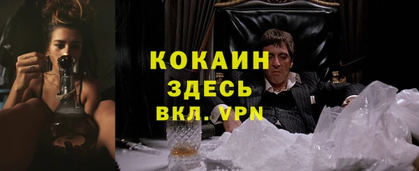 прущие грибы Новозыбков