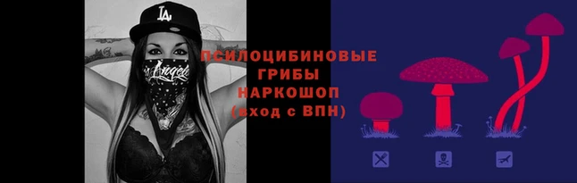 прущие грибы Новозыбков