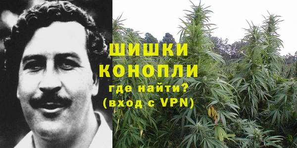 прущие грибы Новозыбков