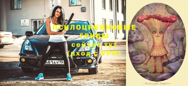 прущие грибы Новозыбков