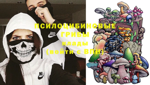 прущие грибы Новозыбков