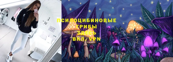 прущие грибы Новозыбков